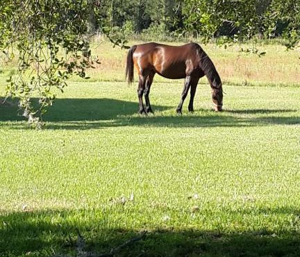 Kokomo Farms