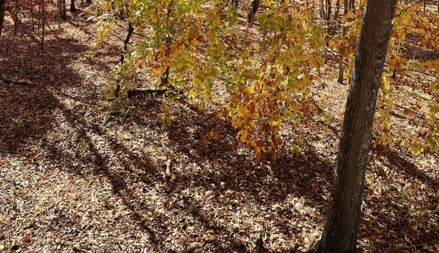 Private wooded log cabin -three minutes to Norris Lake