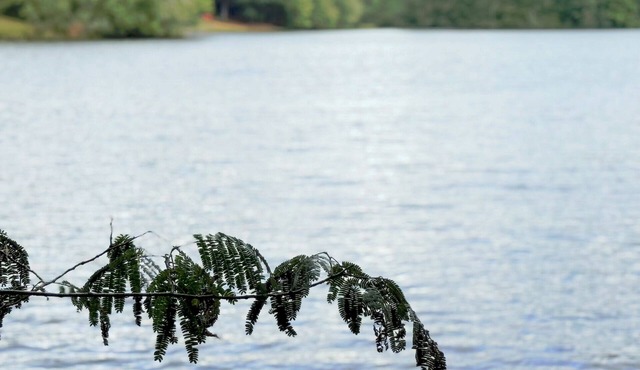 The Palms by the Lake: Your Affordable Lakeside Retreat