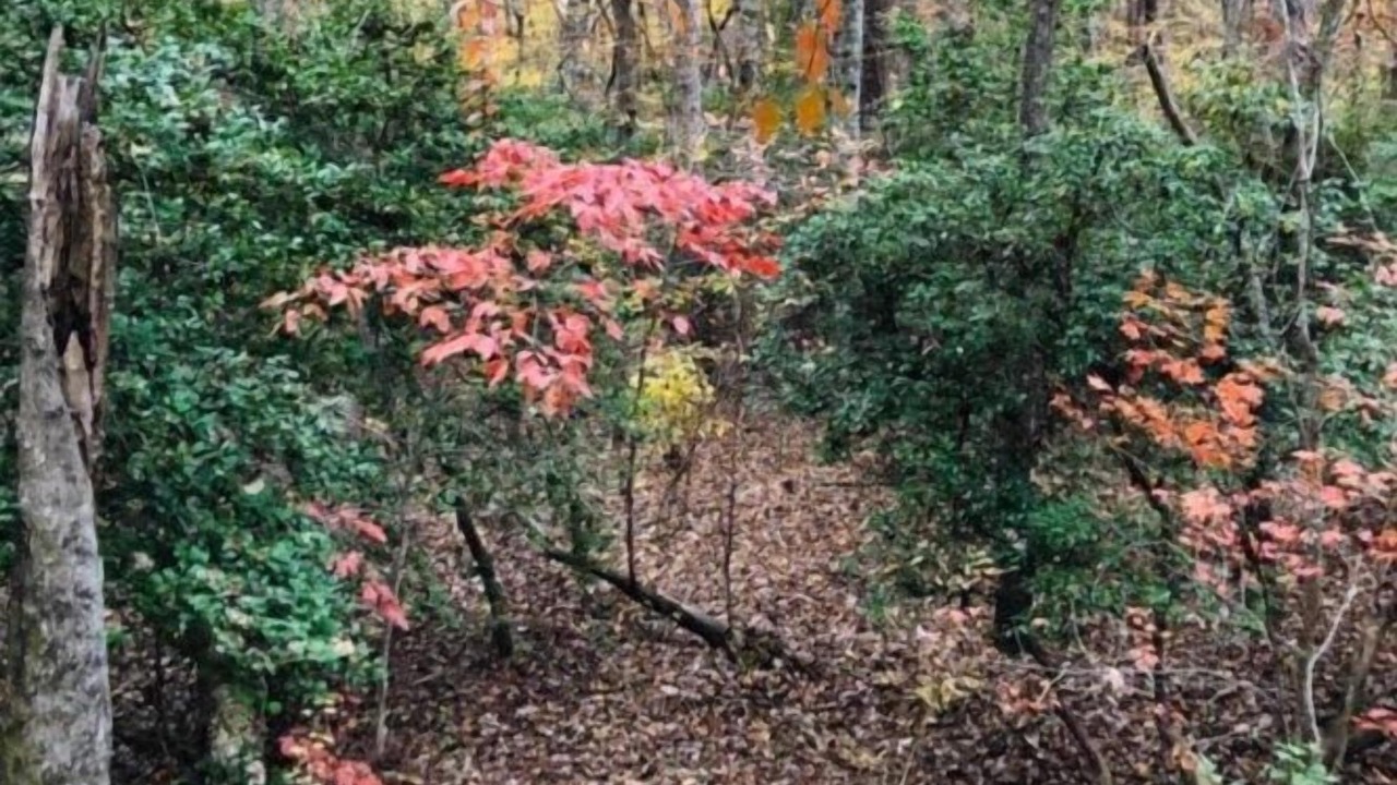 Photo of Outdoor in Mentone