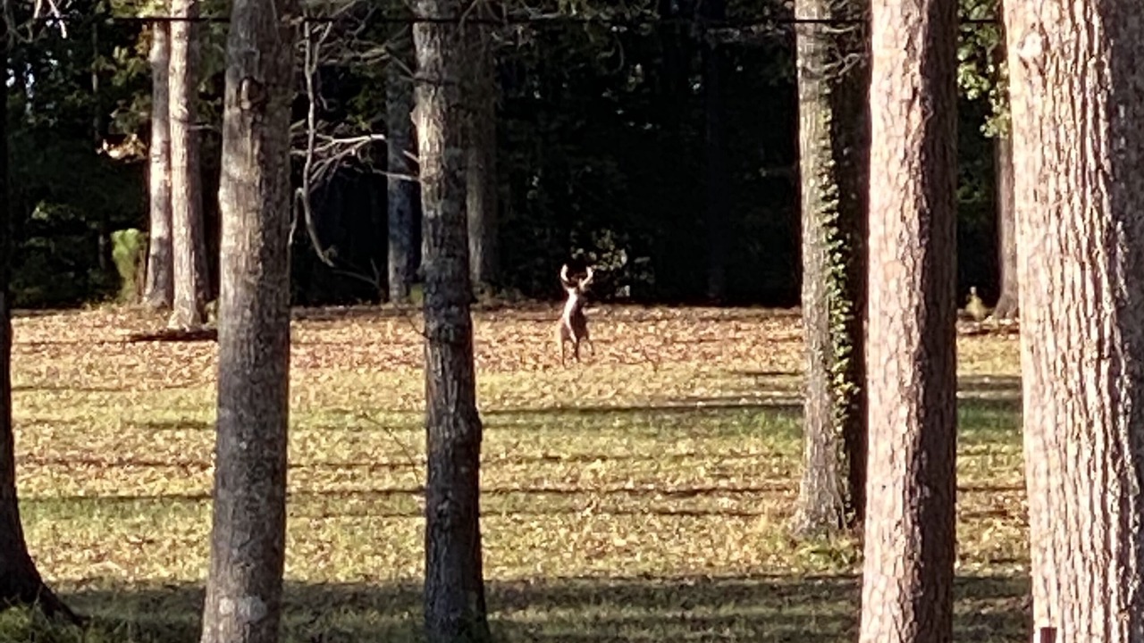 Photo of Outdoor in Ragland