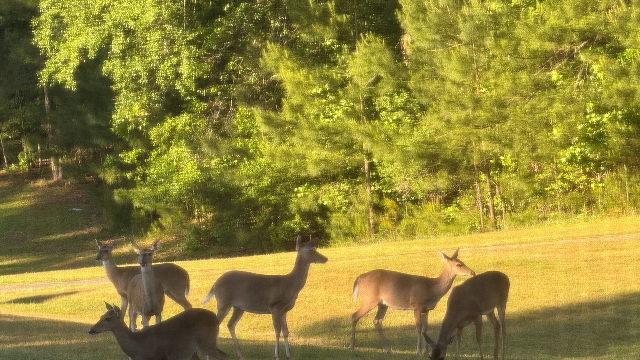 Photo of Others in Dadeville