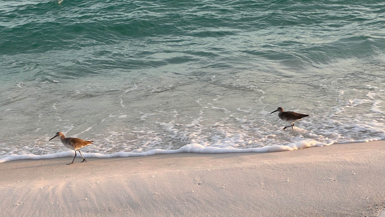 Photo of Others in Pensacola Beach