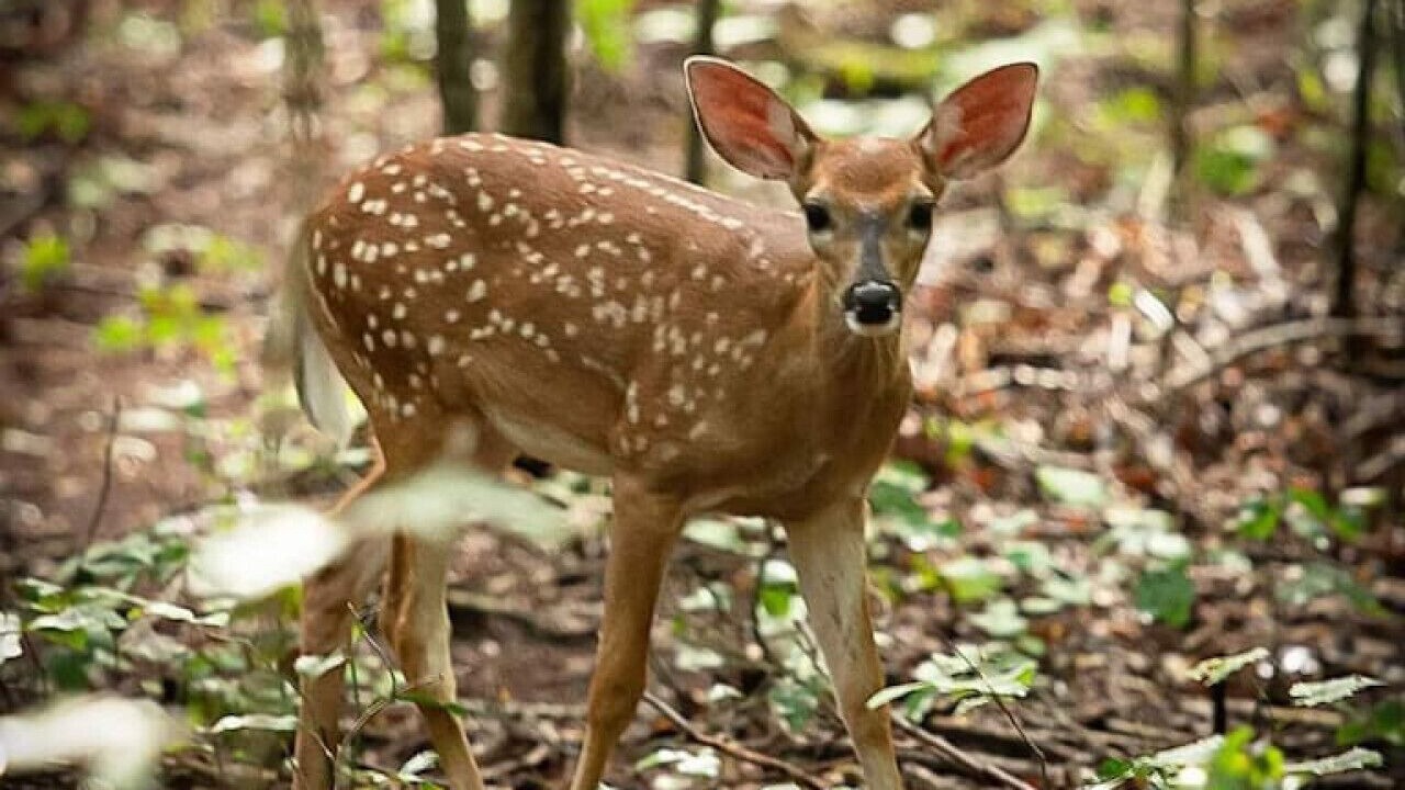 Photo of Others in Coosa