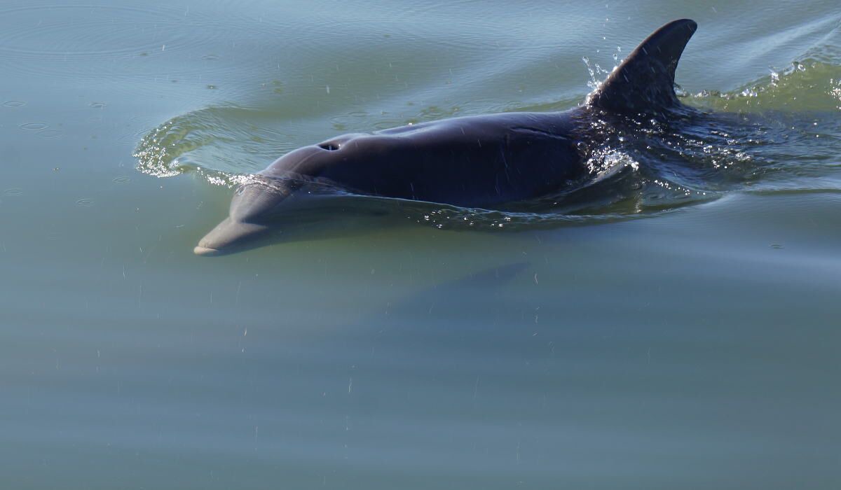 Photo of Others in Florida Panhandle