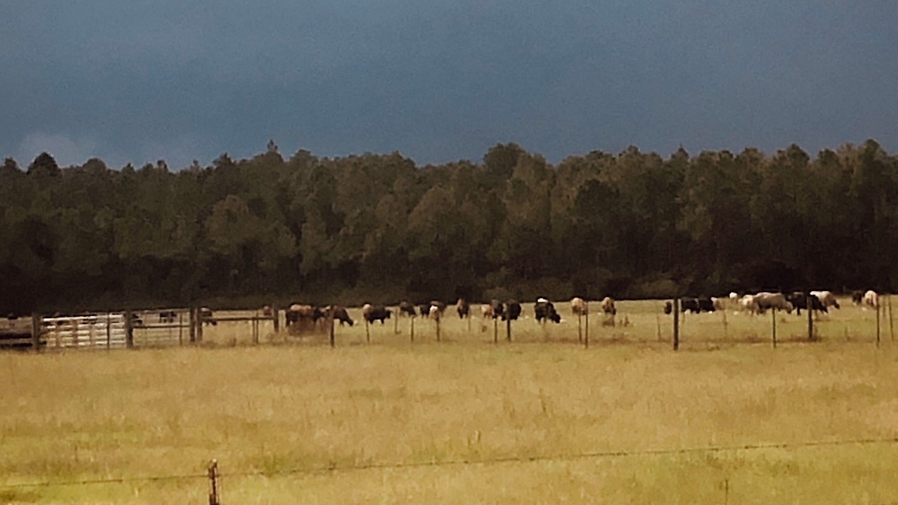 Photo of Others in Theodore
