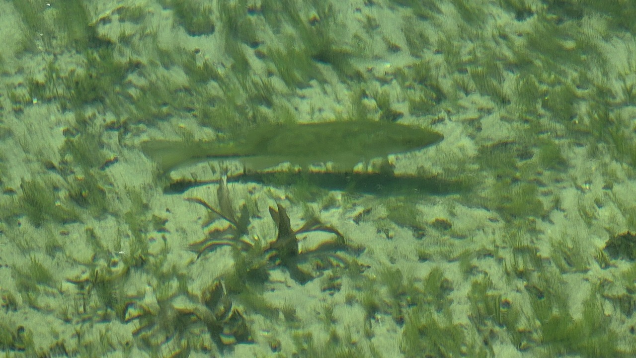 Photo of Outdoor in Smyrna