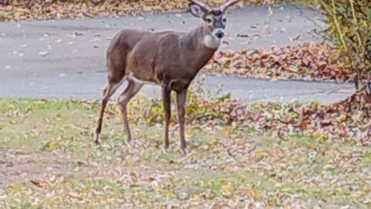 Photo of Others in Livonia
